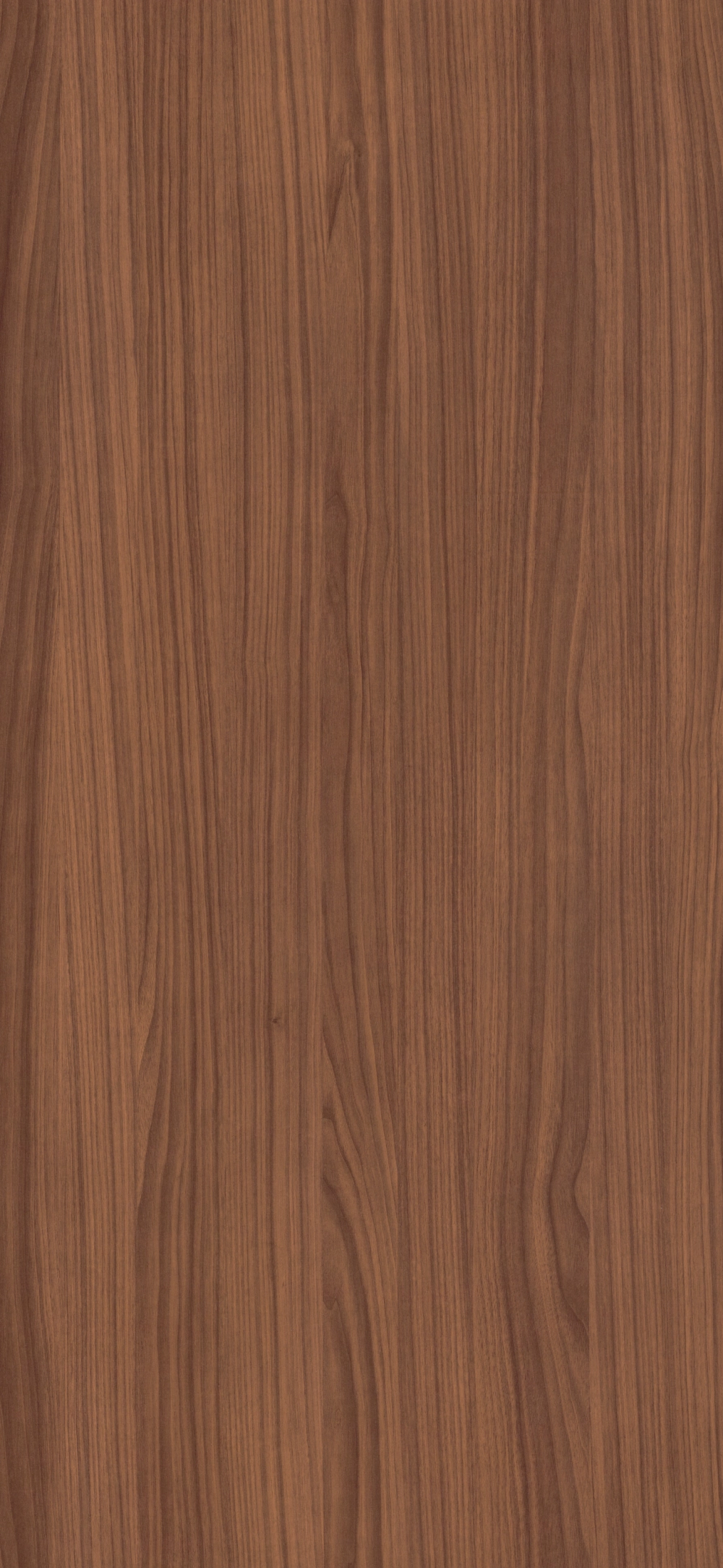 03C - Nogal Canaletto: imagen 1