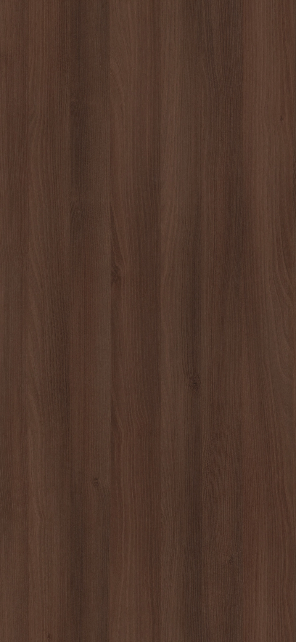 25D - Acacia Choco: imagen 1