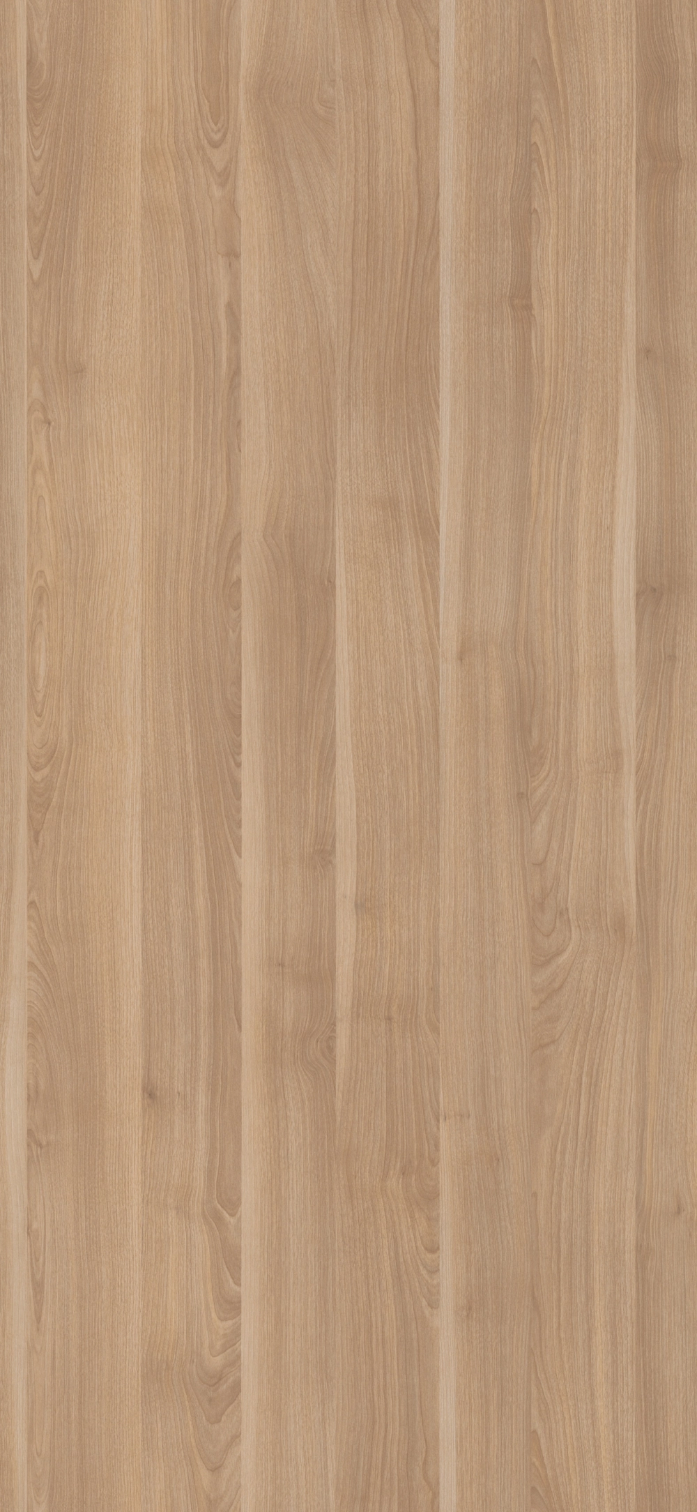 66F - Delicate Birch: imagen 1
